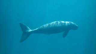 Dugong Watching and Diving in CoronPalawanPhilippines追儒艮潛水浮潛科龍島 [upl. by Ettezel904]