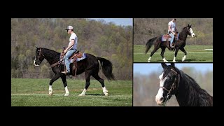 Black Sabino Kentucky Mountain Horse Gaited Trail Gelding [upl. by Ailed32]