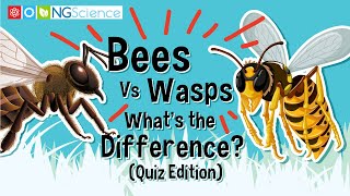 Bees Vs Wasps – Whats the Difference Quiz Edition [upl. by Coleman]