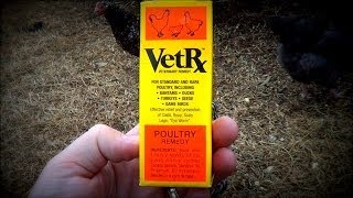 Backyard Chickens  Respiratory Disease  VetRx [upl. by Cockburn947]