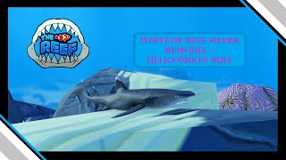 Shark Week Part 7 Whitetip reef shark remodel  Helicoprion buff  The Reef [upl. by Milak185]