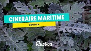 Bouturer une cinéraire maritime [upl. by Spada]