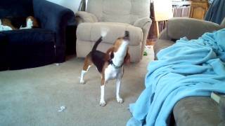 Crazy Howling Beagle featuring Snooty [upl. by Owena]