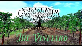 The Vineyard ©original [upl. by Einor]