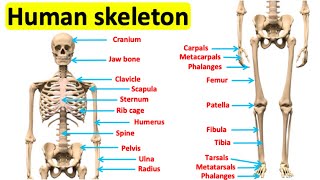 The skeletal system 🦴  Bones of the human body [upl. by Aaron]