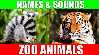 ZOO ANIMALS Names and Sounds to Learn for Kids Preschoolers and Kindergarten [upl. by Ecnedurp695]