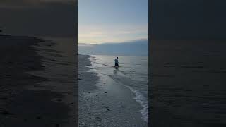 Sanibel Island Shelling  Morning Walk And Dolphins Playing [upl. by Attela381]