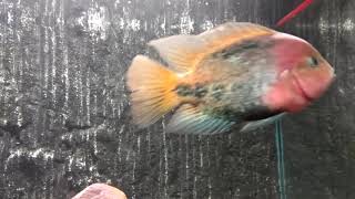 Vieja synspilum  Red headed cichlid [upl. by Even519]