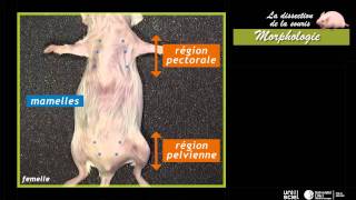 La dissection de la sourismorphologie 1 sur 7 [upl. by Aekim]