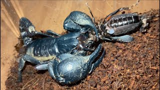 Asian forest scorpion Heterometrus spinifer hunt amp eat black cricket [upl. by Publus330]