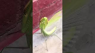 ग्रासहोपर को आया ख़तरनाक ग़ुस्सा । Mantodea । ytshorts shorts ytshortsindia [upl. by Nnylrats294]