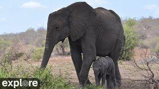 Africam Tembe Elephant Park powered by EXPLOREorg [upl. by Aseral290]