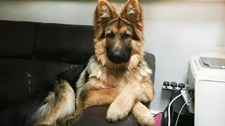 Why German Shepherds Are the FUNNIEST DOGS in the World [upl. by Ahsinak]