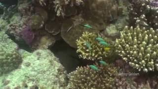 Giant Moray Gymnothorax javanicus [upl. by Poler]