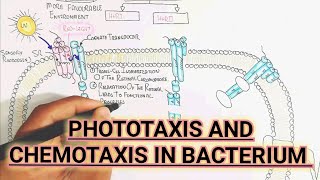 Phototaxis And Chemotaxis In Bacterium umerfarooqbiology7083 [upl. by Caplan]