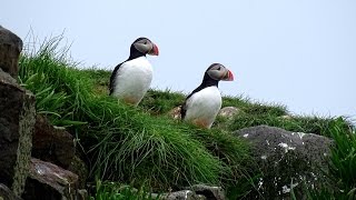 Birds youre likely to meet in Iceland [upl. by Elwira22]