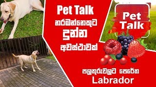 පලතුරුවලට පෙරේත Labrador  Pet Talk [upl. by Aramen]