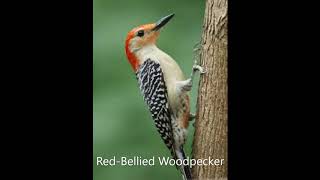 Red Bellied Woodpecker Song [upl. by Atteugram]