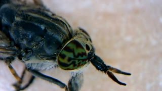 microscope video Horsefly Haematopota pluvialis [upl. by Pelage368]