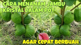 CARA MENANAM JAMBU KRISTAL DALAM POT AGAR CEPAT BERBUAH [upl. by Ilzel]