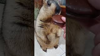 Marmot eating chocolate 😁 marmot animals baby pet eating asmr fyp cut cut cut [upl. by Vadim]