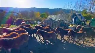 🔝Ganadería Arretxea Patxi Legarra de Zuhatzu Navarra [upl. by Engleman]