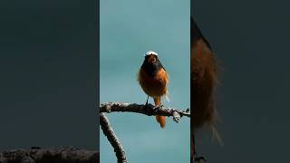 딱새 노래소리 daurianredstart’song [upl. by Lippold672]