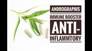 Andrographis  Powerful Immune Booster and AntiInflammatory [upl. by Dnilazor]