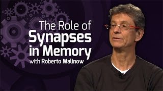 The Role of Synapses in Memory  On Our Mind [upl. by Shaper]