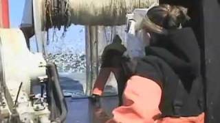 Northeast Fisheries Observer Training Video [upl. by Peisch]