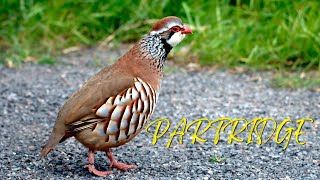 Partridge Sound  Bird Sounds [upl. by Nnep439]