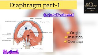 Diaphragm part1 in simplified way ✌️🩺 with 3d visuals diaphragm anatomy medical respiratory [upl. by Adnara]