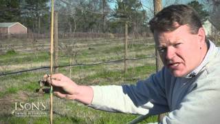 Isons Nursery How to Plant a Muscadine Vine Instructional [upl. by Unhsiv]