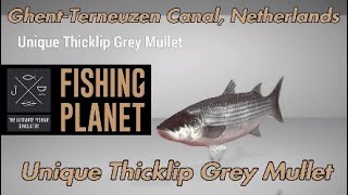 Unique Thicklip Grey Mullet  GhentTerneuzen Canal Netherlands  Fishing Planet Guide [upl. by Nnylarej]