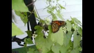 Monarch Butterfly and Wasp on Milk Thistle [upl. by Aneetak]