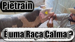 Suínos Pietrain Dálmata O Que Torna Essa Raça Tão Especial [upl. by Rance]