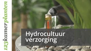 Hydrocultuurplanten verzorgen  123kamerplanten [upl. by Uthrop986]