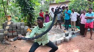 Vava Suresh Catching 170th Kingcobra at Thenmala [upl. by Odille]