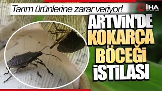 Artvinde Kahverengi Kokarca Böceği İstilası Tarım Ürünlerine Zarar Veriyor [upl. by Nomal601]