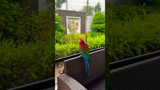 Green wing macaw enjoying rain🦜 [upl. by Froma]