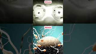 Mitosis vs Meiosis [upl. by Ahsinuq]