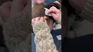 Cyst Popping  Dr Steffen DVM Cutting amp Squeezing Puss From Cyst On A Dog [upl. by Hills]