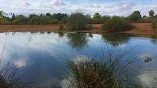 Gilbert Riparian Preserve at Water Ranch [upl. by Nnaesor221]