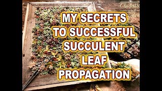 How to successfully propagate succulents from leaves [upl. by Root]