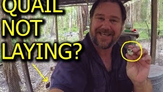 Why Arent My Quail Laying Eggs Plus Coturnix Update [upl. by Sib214]