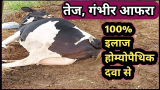 TympanyBloat in Cattle Buffalo Cow gas problem Solution Homeopathic Medicine [upl. by Atteuqahs]