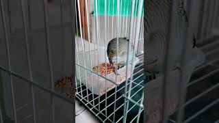 Budgerigar bird feeding time nature food birds foodie viralvideo reels mirajknight [upl. by Burnside]