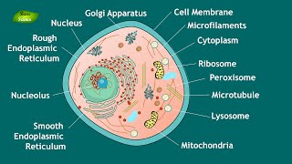 Animal Cell Structure and Function  Notes  Eukaryotic Cell  Basic Science Series [upl. by Eimmelc]