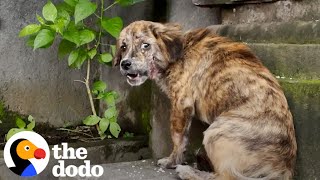 Stray Puppy Gets Rescued And Cant Stop Jumping For Joy  The Dodo [upl. by Alludba976]