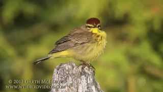 Palm Warbler in Maine Yellow Eastern [upl. by Lelia18]